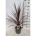 Cordyline Lõuna-tõlvpuu australis red star 21cm