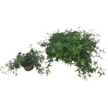 Hedera helix Luuderohi tres coupe 13cm