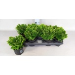 Selaginella martensii Jori 12cm