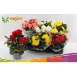 Begonia Begoonia elatior double flowered mixed 13cm