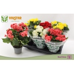 Begonia Begoonia elatior double flowered mix 13cm