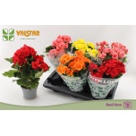 Begonia Begoonia elatior double flowered mix 13cm