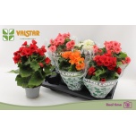 Begonia Begoonia elatior double flowered mix 13cm