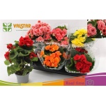 Begonia Begoonia elatior double flowered mixed 13cm