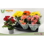 Begonia Begoonia elatior double flowered mix 13cm