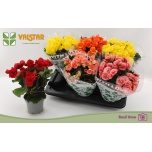 Begonia Begoonia elatior double flowered mix 13cm