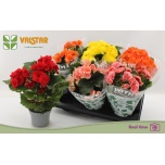 Begonia Begoonia elatior double flowered mix 13cm