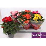 Begonia Begoonia elatior double flowered mix 13cm
