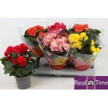 Begonia Begoonia elatior double flowered mix 13cm