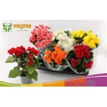 Begonia Begoonia elatior double flowered mix 13cm