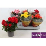 Begonia Begoonia elatior double flowered mix 13cm