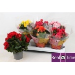Begonia Begoonia elatior double flowered mixed 13cm