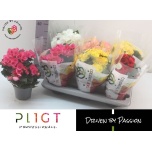 Begonia Begoonia elatior double flowered mix 14cm