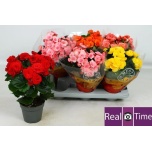 Begonia Begoonia elatior double flowered mix 14cm