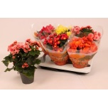 Begonia mix 14cm