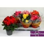 Begonia Begoonia elatior double flowered mix 14cm