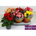 Begonia Begoonia elatior double flowered mix 14cm