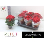 Begonia Begoonia elatior double flowered mixed 14cm