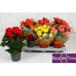 Begonia Begoonia elatior double flowered mix 14cm