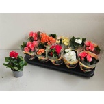 Begonia Begoonia elatior double flowered mix 9cm