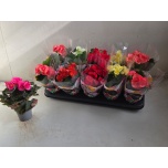 Begonia Begoonia elatior double flowered mix 9cm