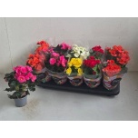 Begonia Begoonia elatior double flowered mix 9cm