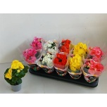 Begonia Begoonia elatior double flowered mix 9cm