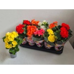 Begonia Begoonia elatior double flowered mix 9cm