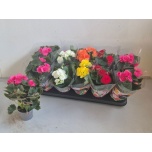 Begonia Begoonia elatior double flowered mix 9cm