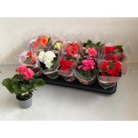 Begonia Begoonia elatior double flowered mix 9cm
