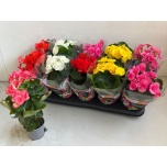 Begonia Begoonia elatior double flowered mix 9cm
