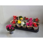 Begonia Begoonia elatior double flowered mix 9cm