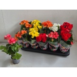 Begonia Begoonia elatior double flowered mix 9cm