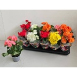 Begonia Begoonia elatior double flowered mix 9cm