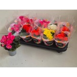Begonia Begoonia elatior double flowered mix 9cm