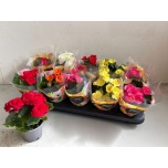 Begonia Begoonia elatior double flowered mix 9cm