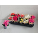 Begonia Begoonia elatior double flowered mix 9cm
