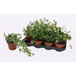 Hedera helix Luuderohi mix 13cm