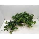 Hedera helix Luuderohi brigitte 13cm