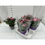 Eustoma Preeriakell 11cm