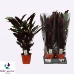 Calathea Tiigerlehik rufi wavestar 19cm