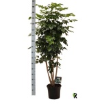 Radermachera sinica 30cm