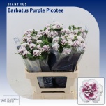 Dianthus Nelk BR 60cm