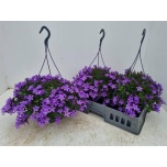 Campanula Kellukas port Catharina 23cm