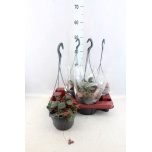 Saxifraga stolonitera 15cm