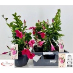 Mandevilla Mandevill sund pink 23cm