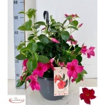 Mandevilla Mandevill sund pink 27cm