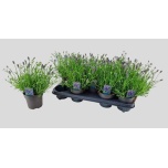 Lavandula Lavendel an Essence Purple 12cm