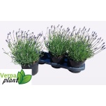 Lavandula Lavendel an Essence Purple 19cm