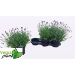 Lavandula Essence Pur 19cm